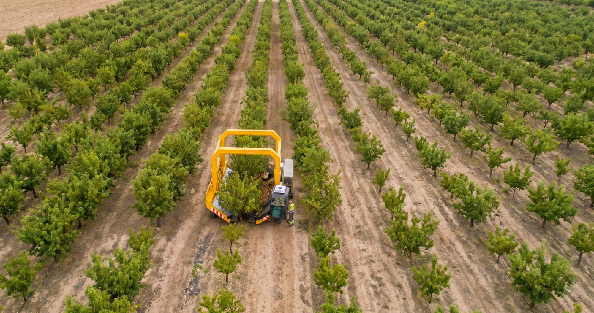 Vista aérea de una recolectora de Grupo Tenías trabajando en un almendral